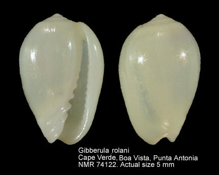 Gibberula rolani (5).jpg - Gibberula rolani Cossignani & Cecalupo,2005